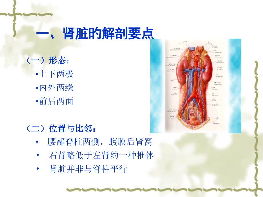 新版正常肾脏的超声诊断.pptx_第2页