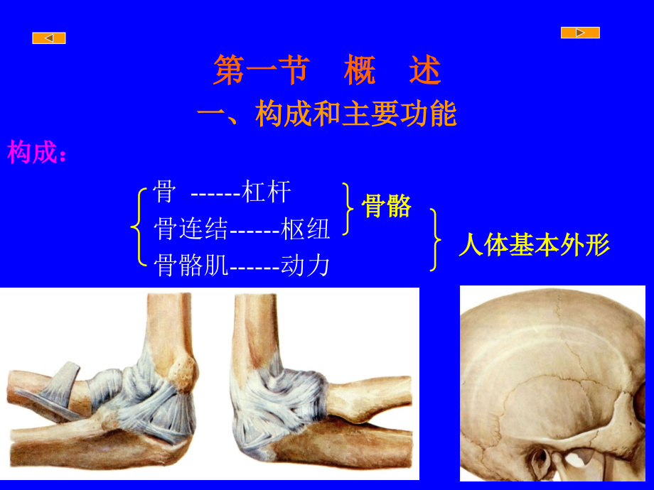 运动系统总论和全身骨.ppt_第2页