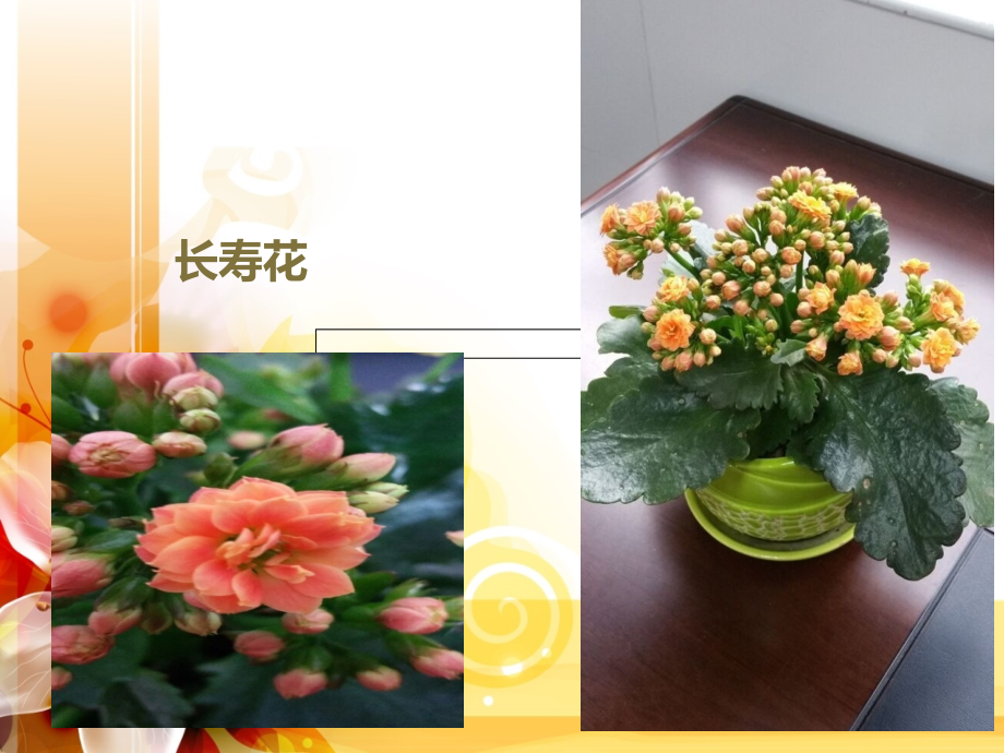 长寿花-写作整理后.pptx_第1页