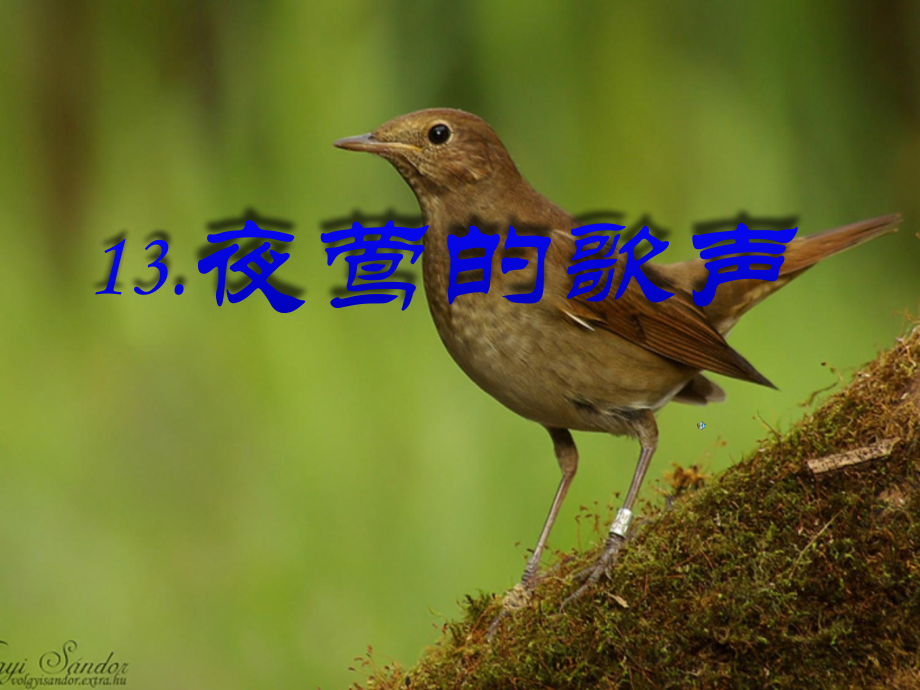 新课标人教版第八册语文夜莺的歌声.ppt_第1页