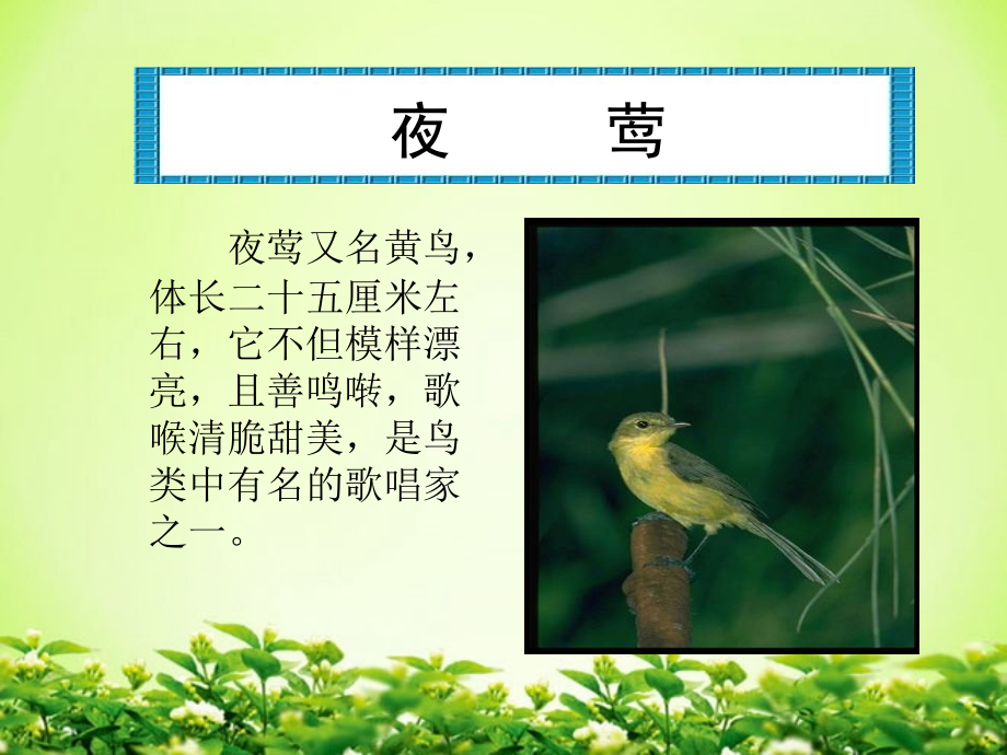 新课标人教版第八册语文夜莺的歌声.ppt_第2页