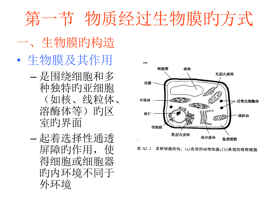 污染物质在生物体内的转运富集.pptx_第2页