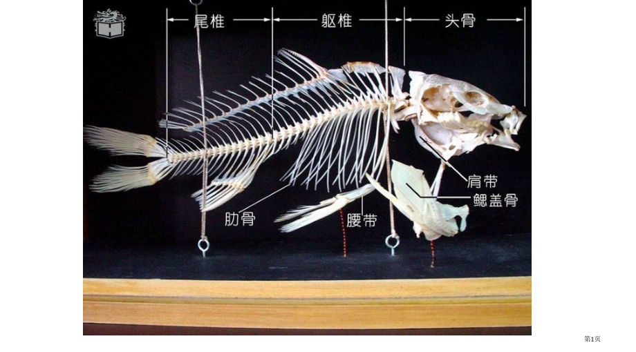 人教版八年级上册生物-鱼.pptx_第1页
