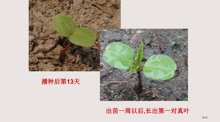(教科版)五年级科学上册-种子发芽试验.pptx_第2页