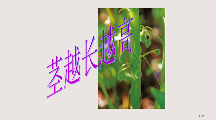 教科版小学科学三年级下册课件幻灯片1.5《茎越长越高》.pptx_第1页