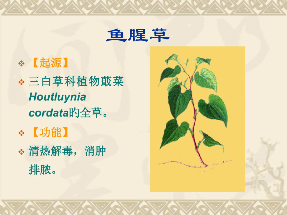 全套草类中药宣教.ppt_第2页