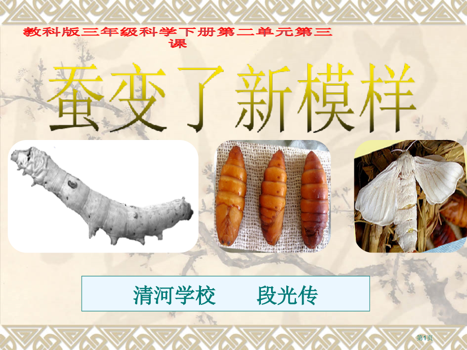 三年级科学下册第二单元第三课-蚕变了新模样.pptx_第1页
