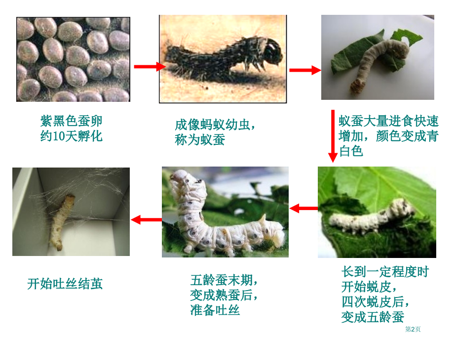 三年级科学下册第二单元第三课-蚕变了新模样.pptx_第2页