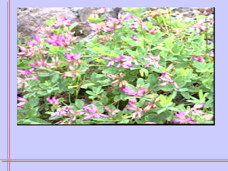 语文三下2.1咏柳优质.pptx_第1页