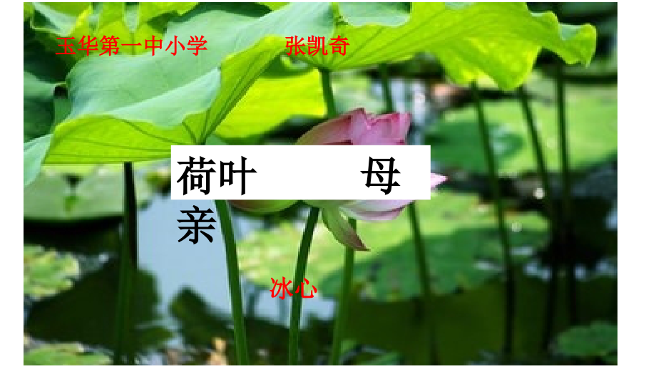 荷叶----母亲.pptx_第1页