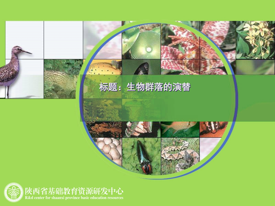生物群落的演替.ppt_第1页