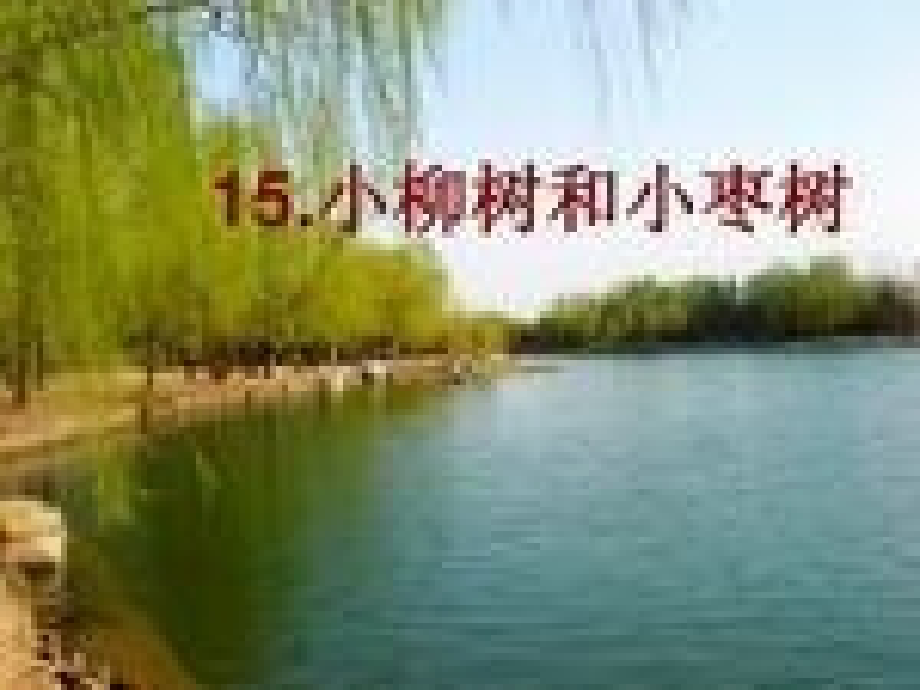 小柳树和小枣树ppt.ppt_第1页