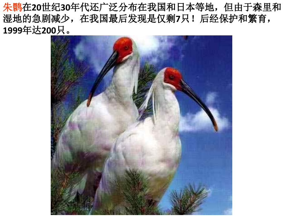 动物的灭绝.ppt_第2页