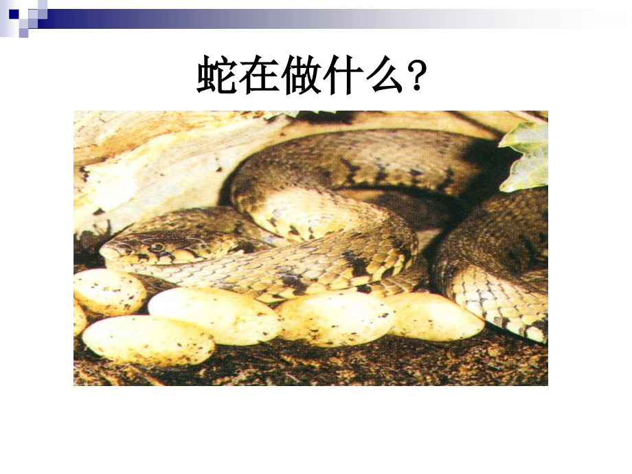 教科版小学科学《动物的繁殖活动》课件.ppt_第2页
