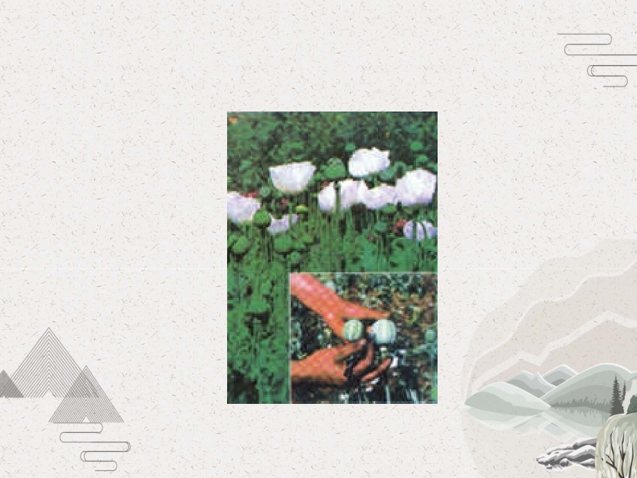 毒品中的心理学及对吸毒者的治疗.pptx_第2页