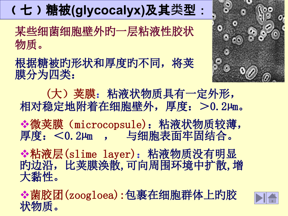 七糖被glycocalyx及其类型.pptx_第1页