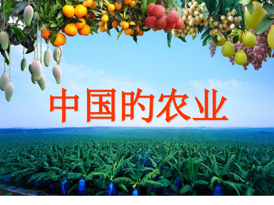 高二区域地理中国农业.pptx_第1页