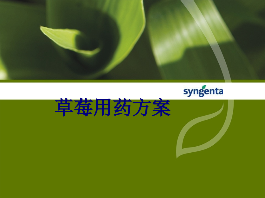 草莓用药方案.ppt_第1页