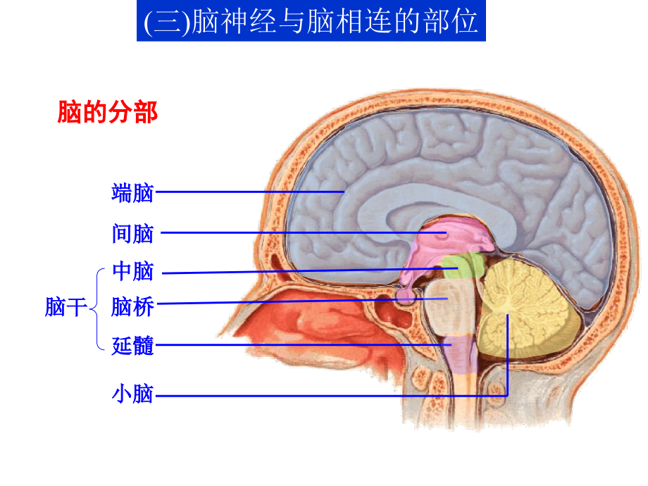 医学脑神经讲解.ppt_第2页