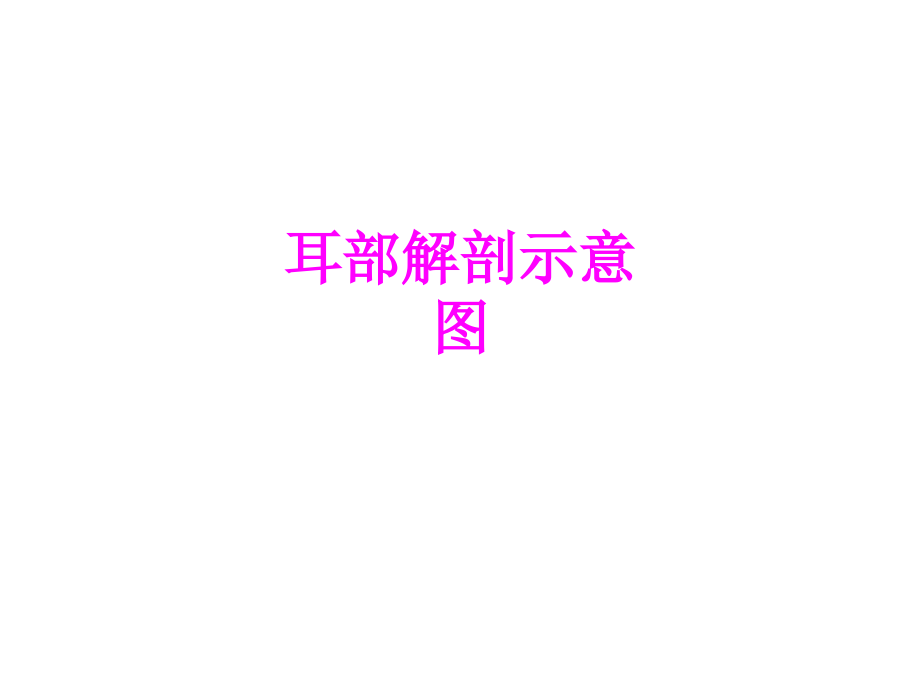 医学耳部解剖示意图专题.ppt_第1页