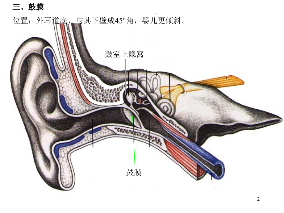医学耳部解剖示意图专题.ppt_第2页