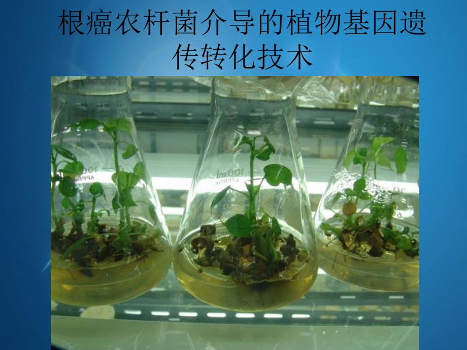 根癌农杆菌介导植物基因遗传转化技术.ppt_第1页