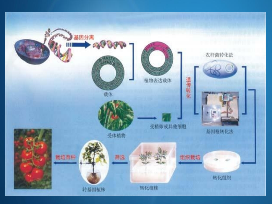 根癌农杆菌介导植物基因遗传转化技术.ppt_第2页