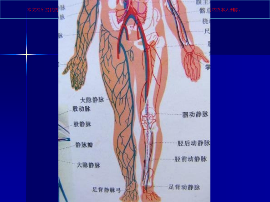 下肢静脉的超声检查培训.ppt_第1页