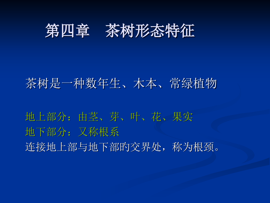 茶树形态特征.pptx_第1页