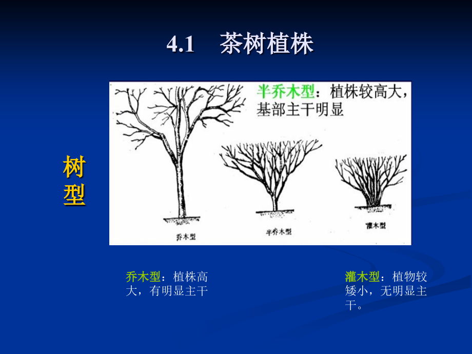 茶树形态特征.pptx_第2页