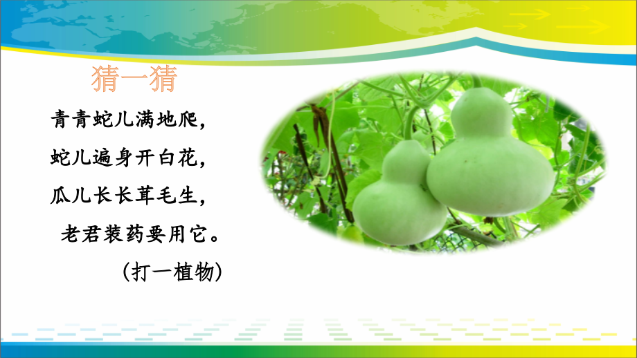 我要的是葫芦优秀课件.pptx_第2页