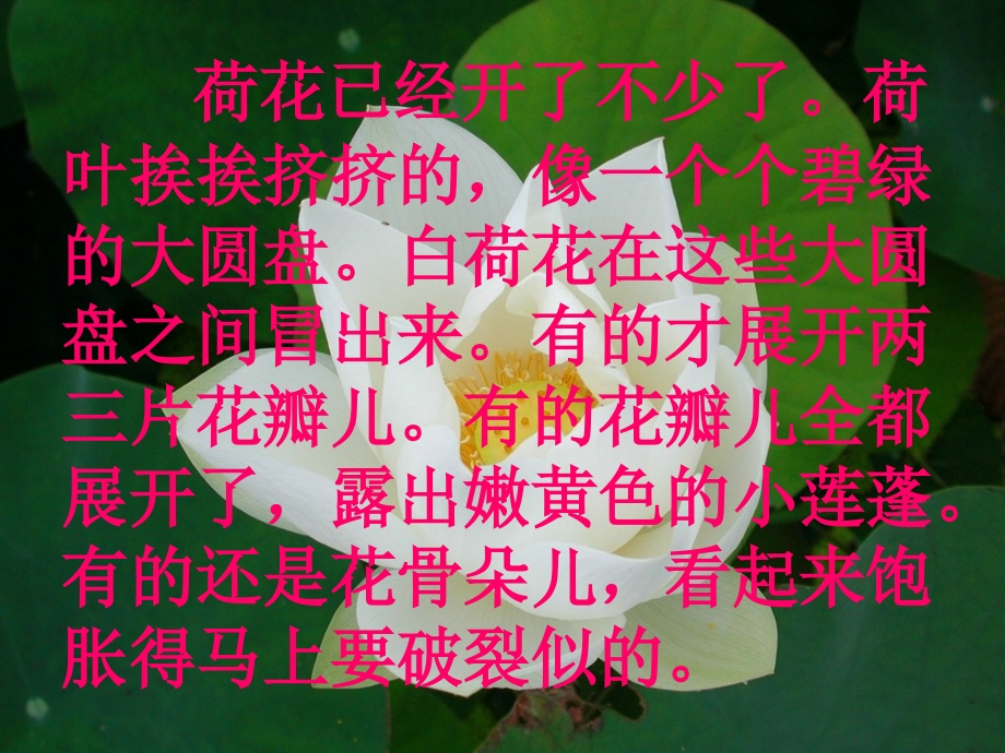 三年级语文下册小练笔写自己喜欢的一种花.ppt_第1页