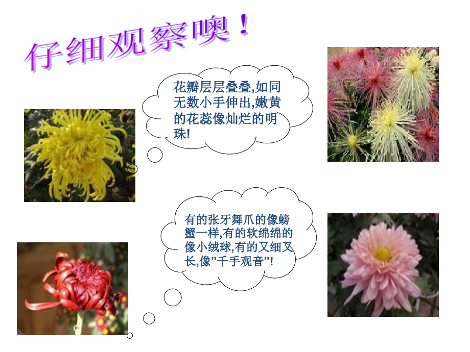 三年级语文下册小练笔写自己喜欢的一种花.ppt_第2页