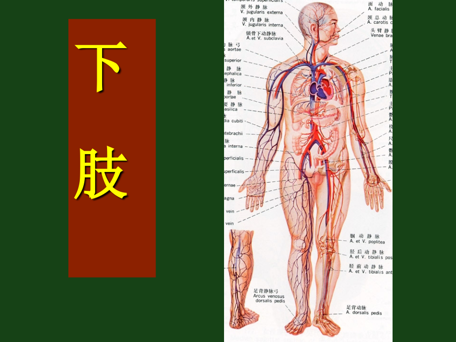 局部解剖下肢.ppt_第1页
