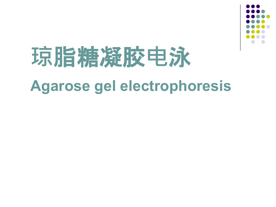 琼脂糖凝胶电泳详细过程和步骤.pptx_第1页