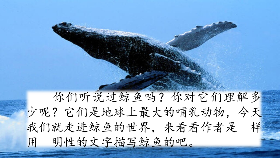 部编版五年级语文上册习作例文鲸风向袋的制作.pptx_第1页