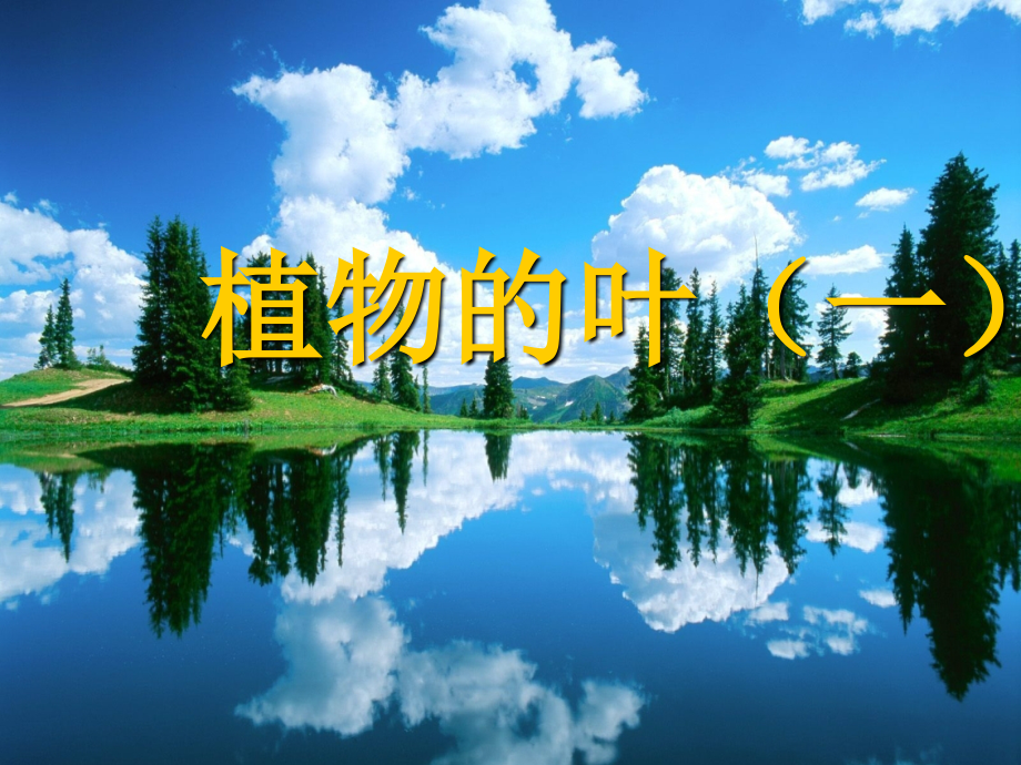 青岛版四年级科学上册植物的叶.ppt_第1页