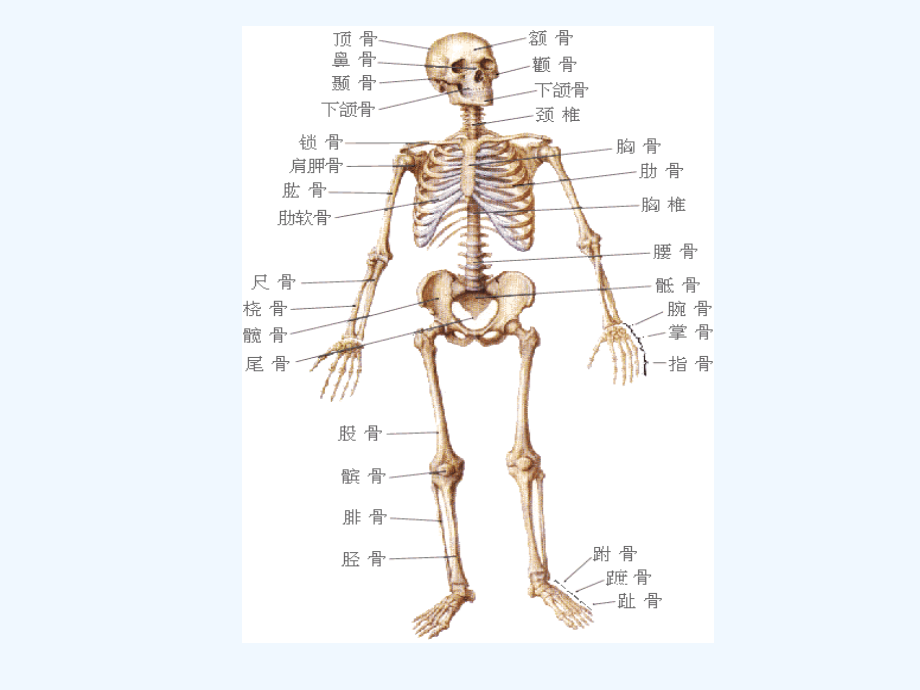 四肢骨折病人的护理.ppt_第2页