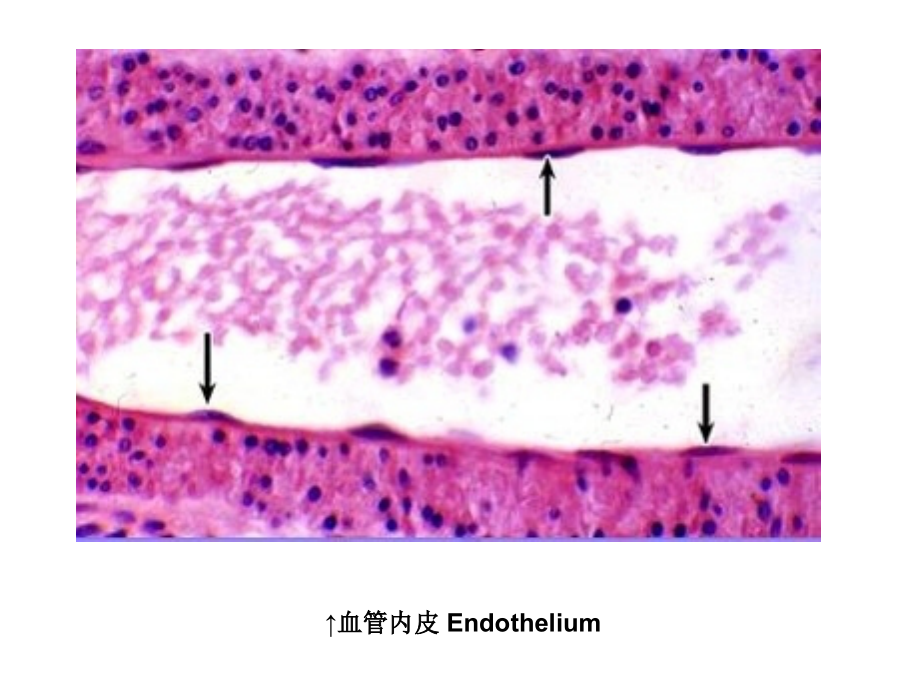 组织学和胚胎学图片考试.pptx_第1页