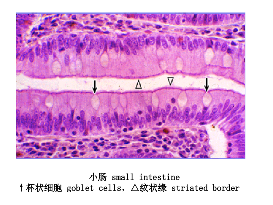 组织学和胚胎学图片考试.pptx_第2页