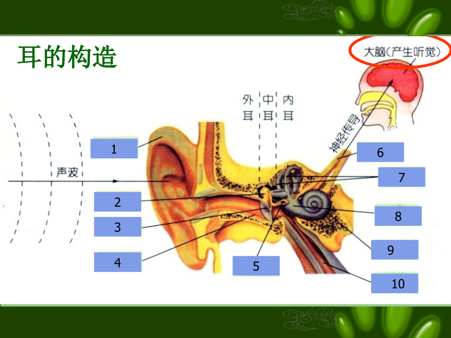 浙教版科学七年级下册2.3《耳和听觉》.ppt_第2页