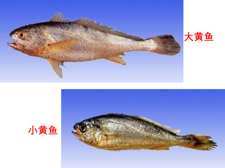 海洋生物资源及其开发.ppt_第2页