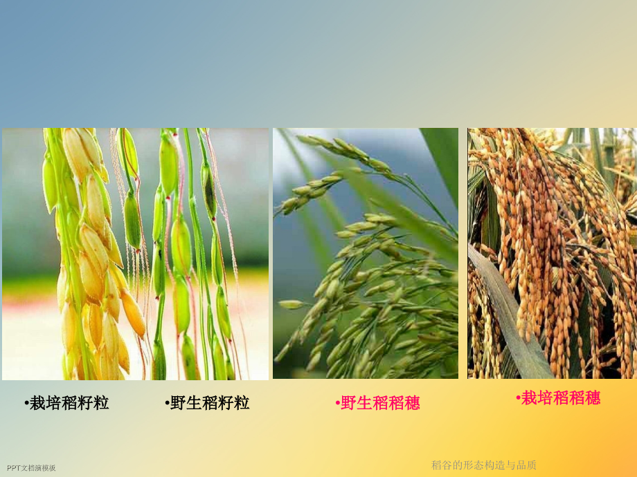 稻谷的形态结构与品质.ppt_第2页