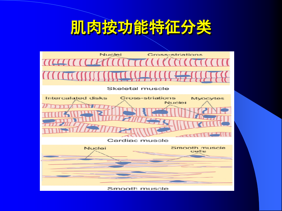 肌细胞的收缩功能讲解.ppt_第2页
