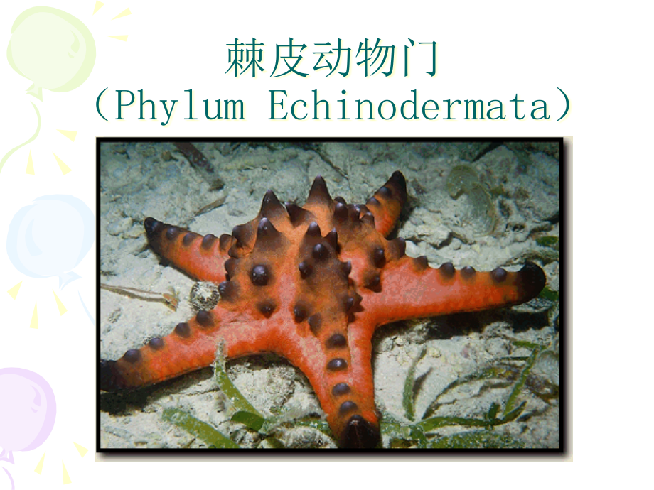 棘皮动物门专业知识.pptx_第1页