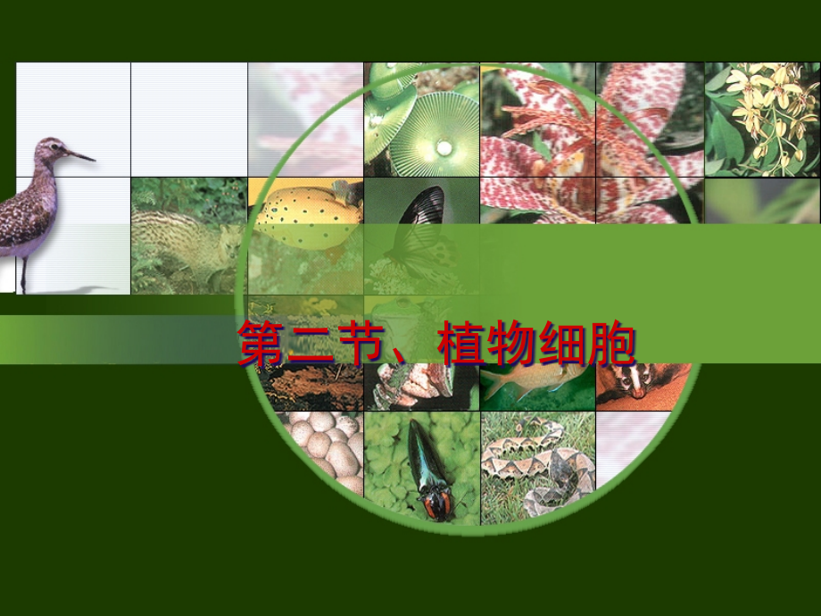 植物细胞新版.pptx_第1页
