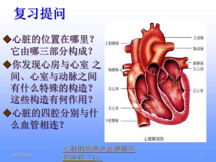 输送血液的泵—心脏优质说课稿.pptx_第2页