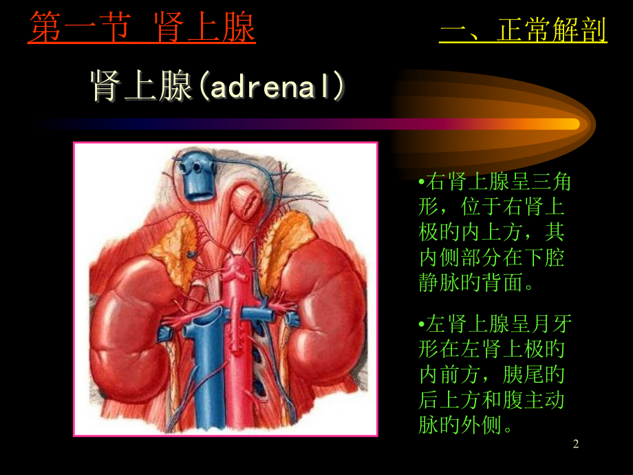 肾上腺超声诊断.ppt_第2页