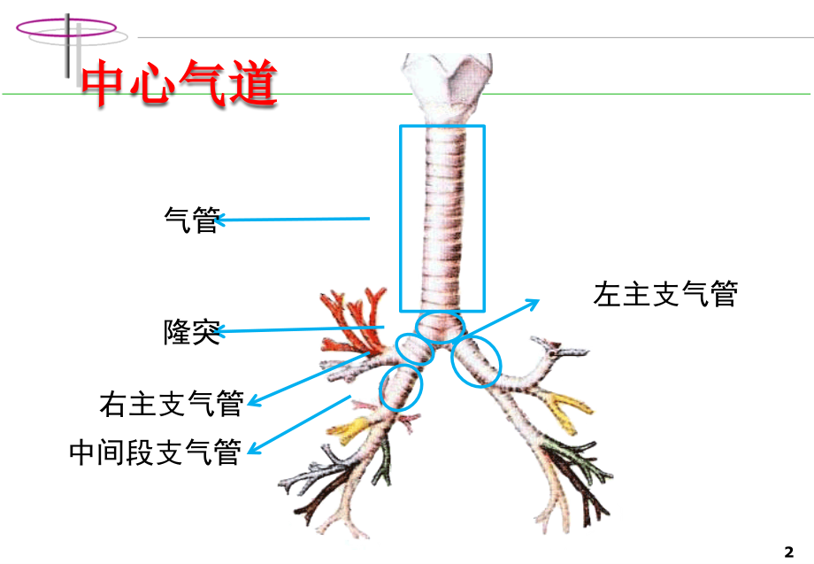 中心气道狭窄的病因及治疗培训课件.pptx_第2页