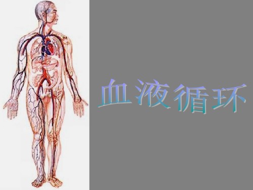 初中生物、血液循环、课件.ppt